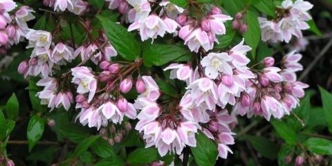 Radnja rezidbe: u proljeće, nakon cvatnje, u jesen